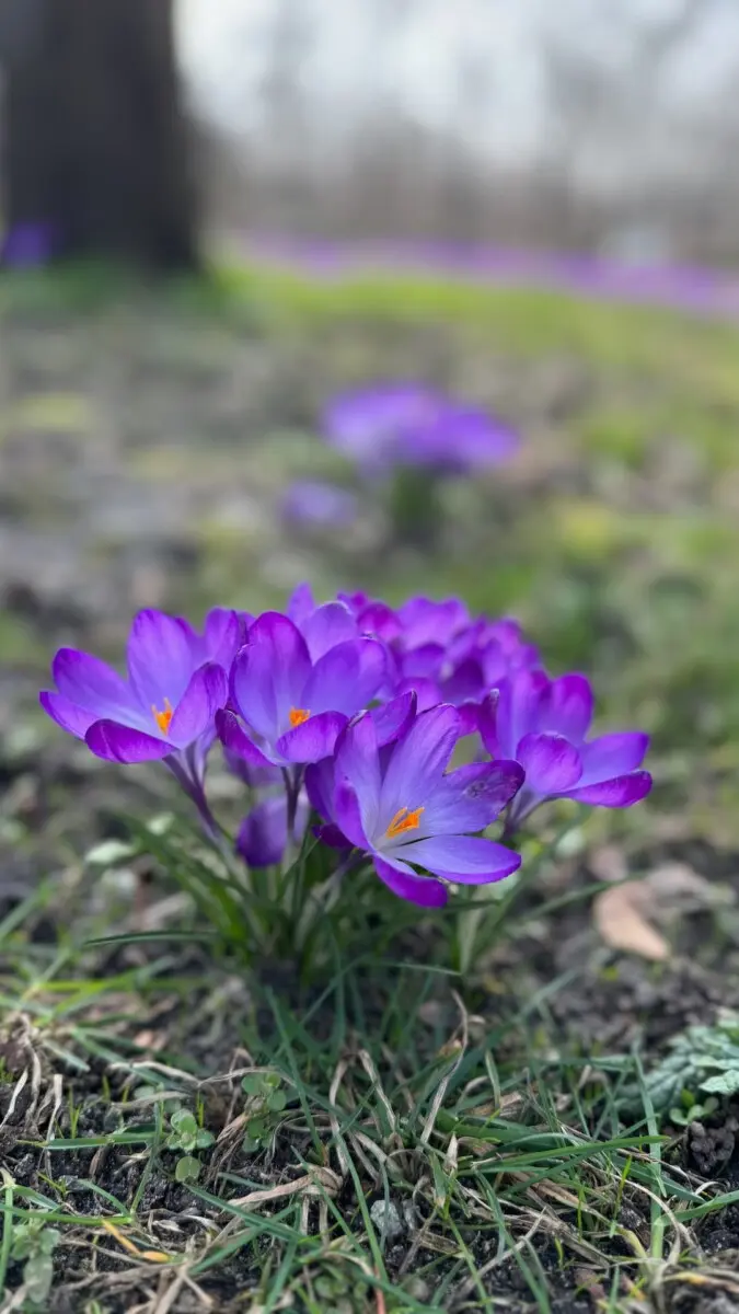 Krokusse oberneuland